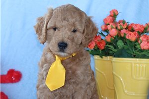 Hamilton - Goldendoodle, Mini for sale