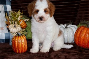 Dumpling - Mini Goldendoodle for sale