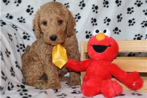 Hamlet - Goldendoodle, Mini for sale