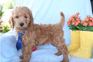 Hamlet - Goldendoodle, Mini for sale