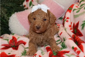 Gabriella - puppy for sale