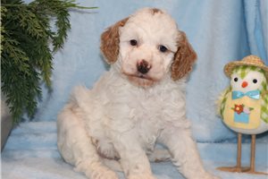 Lambert - Goldendoodle, Mini for sale