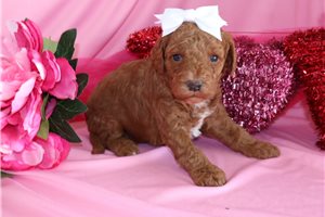 Lacey - Goldendoodle, Mini for sale