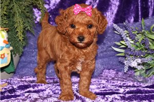 Ladora - Mini Goldendoodle for sale