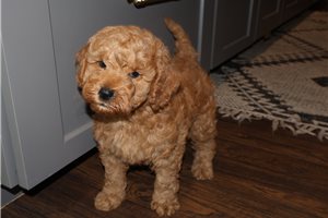 Hamish - Goldendoodle, Mini for sale