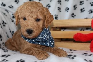 Hamilton - Goldendoodle, Mini for sale