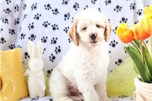 Lambert - Goldendoodle, Mini for sale