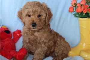 Hamish - Goldendoodle, Mini for sale