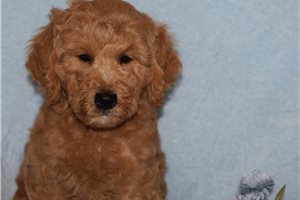Hamilton - Goldendoodle, Mini for sale