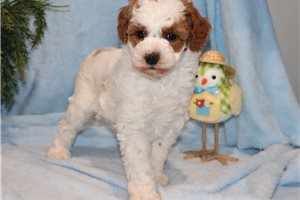 Lamont - Goldendoodle, Mini for sale
