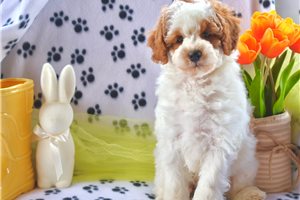 Lamont - Goldendoodle, Mini for sale