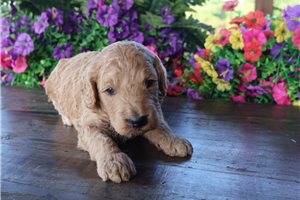 Hamlet - puppy for sale