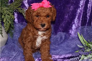 Lacey - Goldendoodle, Mini for sale