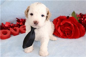 Lambert - Goldendoodle, Mini for sale