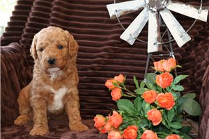 Harrison - puppy for sale