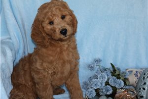 Hamlet - Goldendoodle, Mini for sale