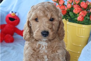 Halo - Mini Goldendoodle for sale