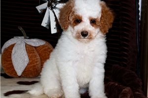 Dorito - Mini Goldendoodle for sale
