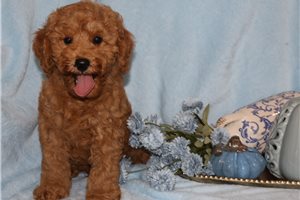 Hamish - Goldendoodle, Mini for sale