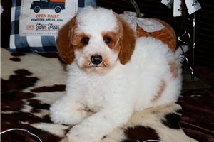 Dumpling - Mini Goldendoodle for sale