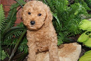 Hamish - Goldendoodle, Mini for sale