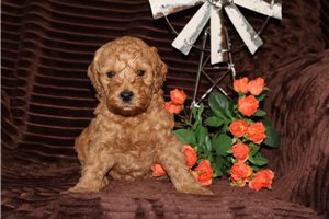 Hamish - puppy for sale