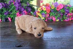 Hamilton - puppy for sale