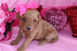 Ladora - Goldendoodle, Mini for sale
