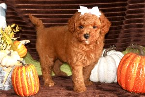 Felicia - Mini Goldendoodle for sale