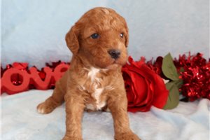 Lance - Goldendoodle, Mini for sale