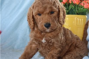 Hans - Goldendoodle, Mini for sale