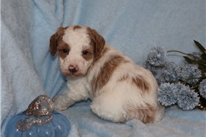 Ducky - puppy for sale