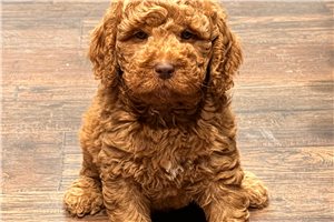 Benedict - Goldendoodle, Mini for sale