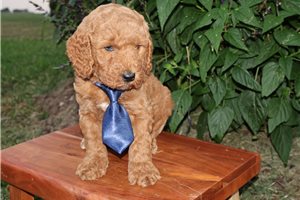 Hans - Goldendoodle, Mini for sale