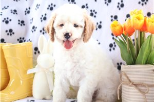 Lambert - Goldendoodle, Mini for sale