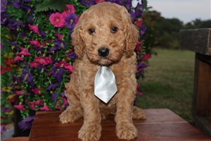 Halo - Goldendoodle, Mini for sale