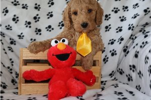 Hamlet - Goldendoodle, Mini for sale