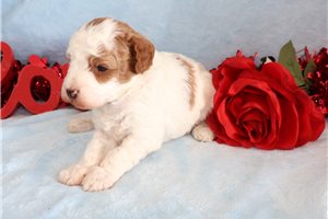 Lamont - Goldendoodle, Mini for sale