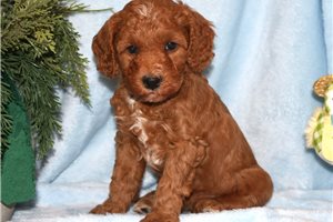 Lance - Goldendoodle, Mini for sale