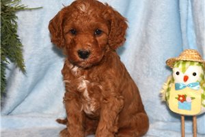Lance - Mini Goldendoodle for sale