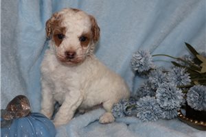 Dorito - puppy for sale