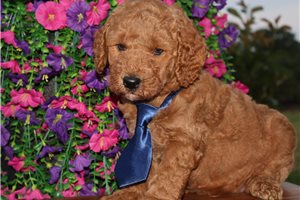 Hans - Goldendoodle, Mini for sale