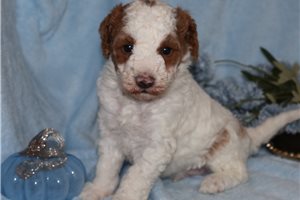 Dumpling - Goldendoodle, Mini for sale