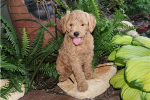Hamilton - Goldendoodle, Mini for sale