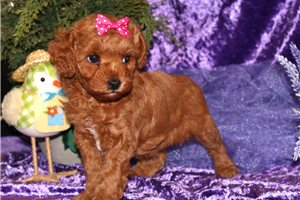 Ladora - Goldendoodle, Mini for sale