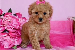Molly - Poodle, Toy for sale