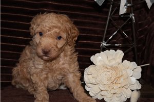 Gabe - Poodle, Toy for sale