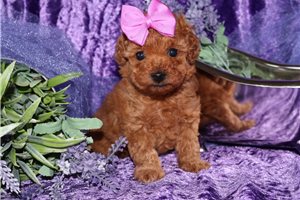 Holly - Poodle, Toy for sale