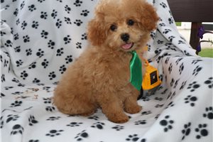 Norm - Poodle, Toy for sale