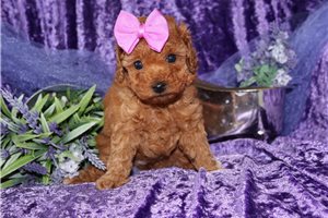 Holly - Poodle, Toy for sale